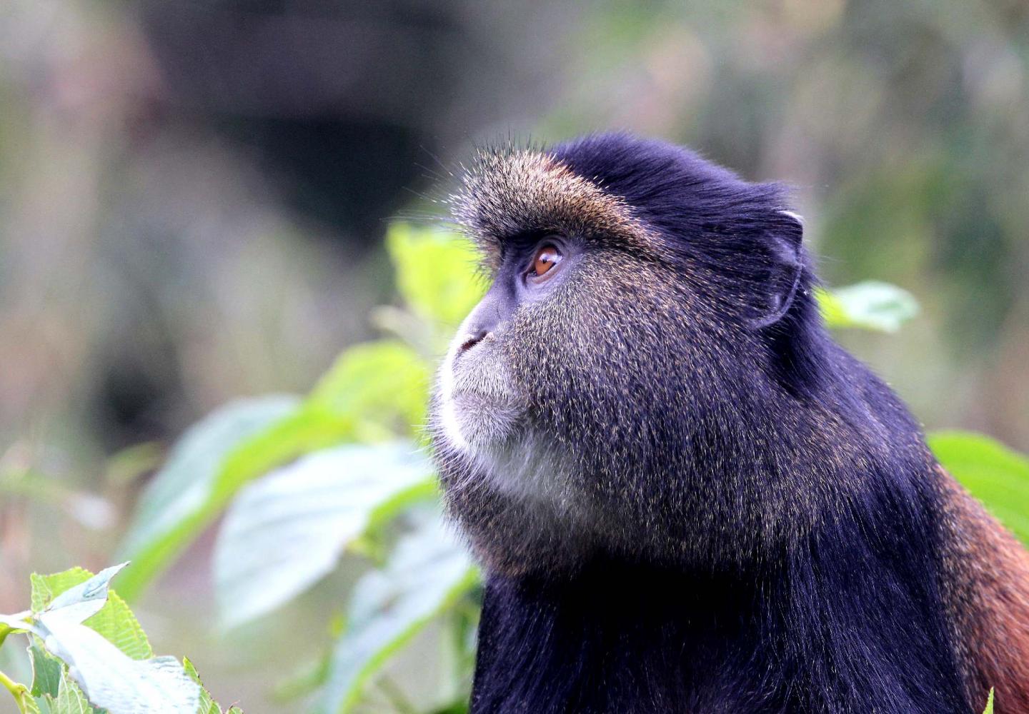 Observation of the Golden Monkeys | Magic Safaris